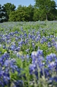 Kids_BlueBonnets_2012 (98)